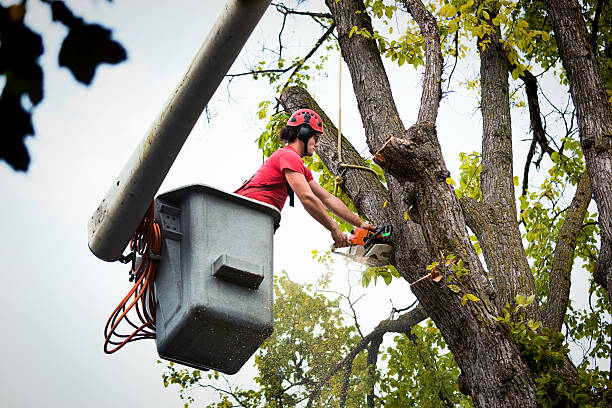 Dead Tree Removal